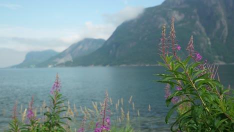 wildflowers bloom along the shore of a calm fjord in norway. majestic mountains rise in the background under a partly cloudy sky, creating a peaceful, natural setting