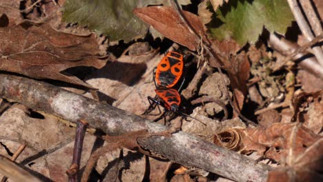 macro shot of two mating fire bugs walking over brown and green leaves in a forest