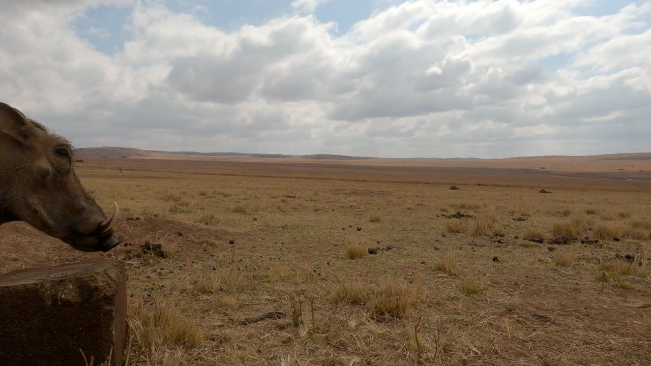 Nahaufnahme eines Warzenschweins, das auf einem trockenen Feld an einem Mineralleckstein knabbert und dann davonläuft.