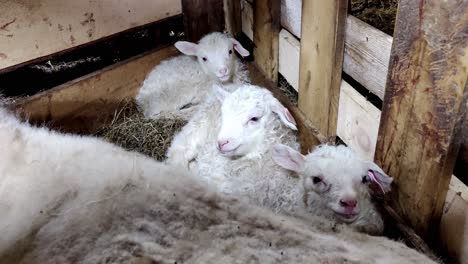tres lindos corderos recién nacidos descansando de forma segura junto con su madre oveja dentro del granero
