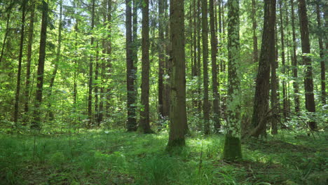 Green-mix-coniferous-and-deciduous-wood.-Forest-landscape-in-summer-day