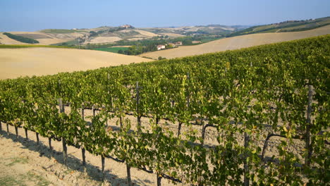 paisaje de viñedos en la toscana , italia