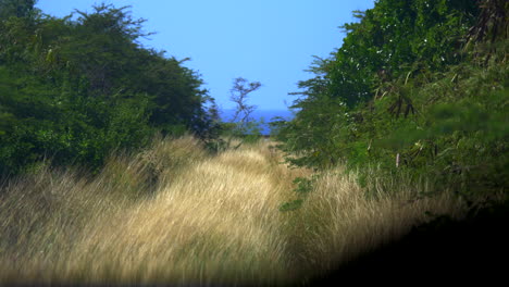 Countryside-road-leading-to-ocean-in-the-distance-covered-in-tall-dry-grass