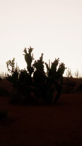 una gran planta de cactus en un paisaje desértico