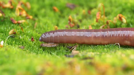 An-earthworm-is-a-terrestrial-invertebrate-that-belongs-to-the-class-Clitellata,-order-Oligochaeta,-phylum-Annelida.-They-exhibit-a-tube-within-a-tube-body-plan.