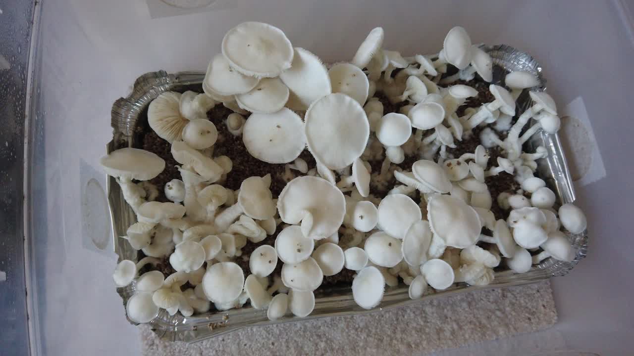 Top down at Albino teacher Thai True mushrooms, fresh grown in a plastic box