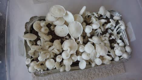 top down at albino teacher thai true mushrooms, fresh grown in a plastic box