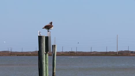 Brauner-Pelikan,-Der-Auf-Stapeln-In-Der-Mitte-Des-Packery-kanals-Auf-North-Padre-Island,-Texas,-Ruht