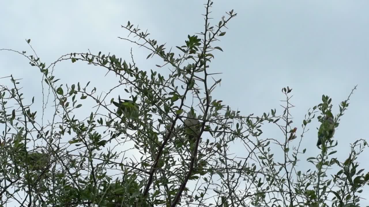 Birds perched on tree branches. Lovebird