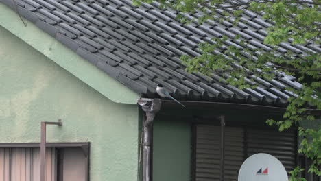 azure-winged magpie rested on roof gutter of a house during daytime in tokyo, japan