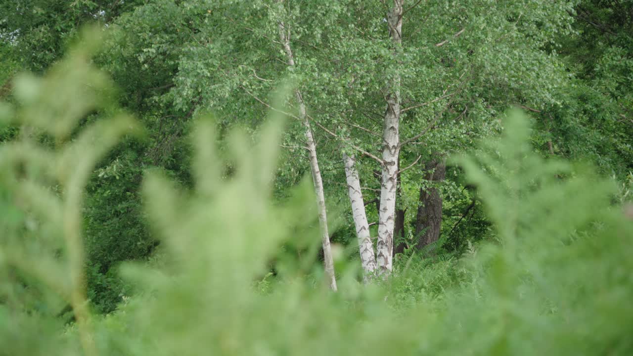 Inquadratura cinematografica di tronchi di betulle bianche circondati da una fresca vegetazione verde della foresta in primavera