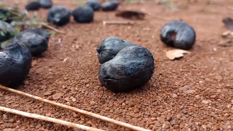 disparo de cerca de nueces de anacardo quemadas en el suelo de tierra