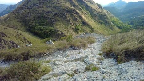 In-this-video,-a-happy-dog-can-be-seen-running-through-a-beautiful-mountain-landscape