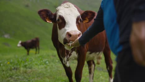 Person-holds-out-hand-full-of-grass-to-brown-and-white-cow-in-green-pasture