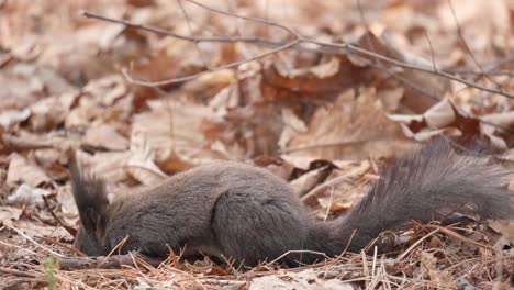 squirrel searching food in fallen leaves and standing on hind legs