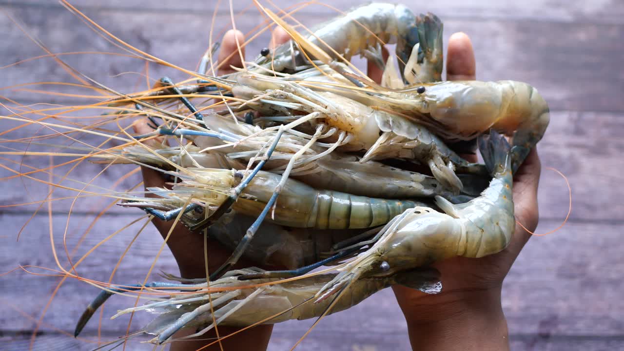 손에 든 신선한 새우