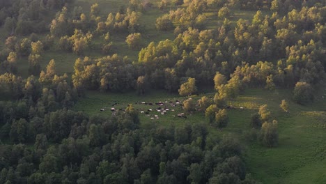 cows graze on the lawn near the trees.