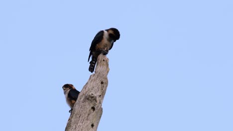 El-Falconet-De-Muslo-Negro-Es-Una-De-Las-Aves-Rapaces-Más-Pequeñas-Que-Se-Encuentran-En-Los-Bosques-De-Algunos-Países-De-Asia