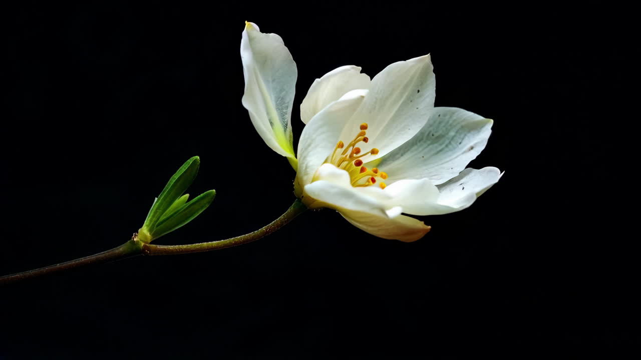 An elegant white blossoming flower against a captivating dark background creates a stunning visual