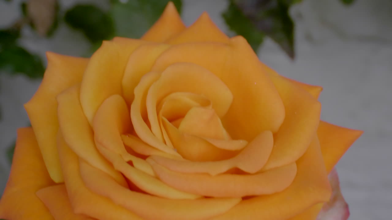 primer plano de una rosa naranja
