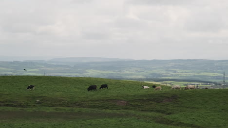 cattle livestock grazing in cloudy irish pasture vista