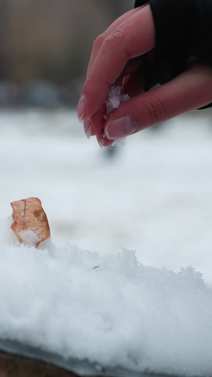 나무 표면을 고 있는 신선한 눈의 클로즈업, 한 사람의 손이 눈과 놀고, 섬세한 손가락이 차가운 은 눈과 상호 작용하며, 건조한 잎이 어져 있습니다.