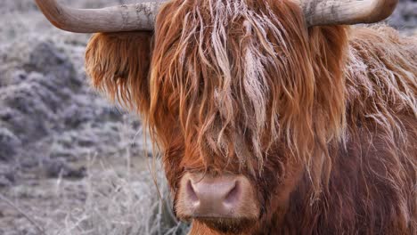 narrow close shot of highland cow under frost in the morning in a rural area of scotland, united kingdom