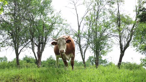 Eine-Herde-Kühe-Grast-An-Einem-Bewölkten-Sommertag-Auf-Einer-Frischen,-Grünen-Wiese