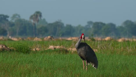 eastern sarus crane, antigone antigone sharpii