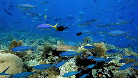 abundant fish feeding above a healthy coral reef in crystal clear water