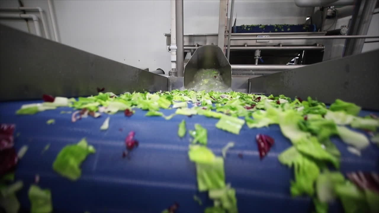 Cinematic footage of fresh lettuce moving on an industrial conveyor belt inside a food processing facility, highlighting automation, food production systems and modern agricultural supply chain