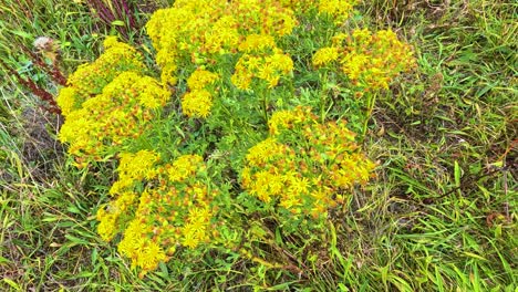 vibrant yellow flowers in natural scottish setting