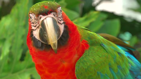 Macaw-parrot-with-green-head-and-wings,-red-breast-and-teal-tail-in-close-up-shot-in-its-natural-habitat