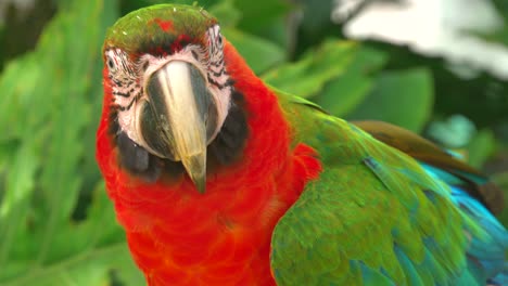 Loro-Guacamayo-Con-Cabeza-Y-Alas-Verdes,-Pecho-Rojo-Y-Cola-Verde-Azulado-En-Primer-Plano-En-Su-Hábitat-Natural