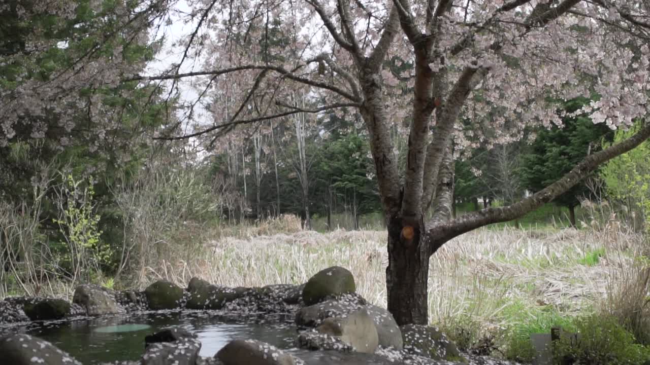 흐르는 물 근처의 땅으로 천천히 떨어지는 꽃