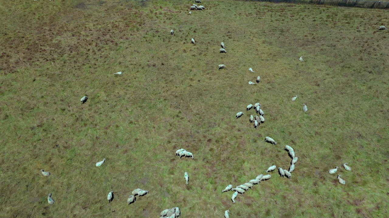북부 캘리포니아의 목초지에서 풀을 뜯고 뛰어다니는 양의 공중 비행