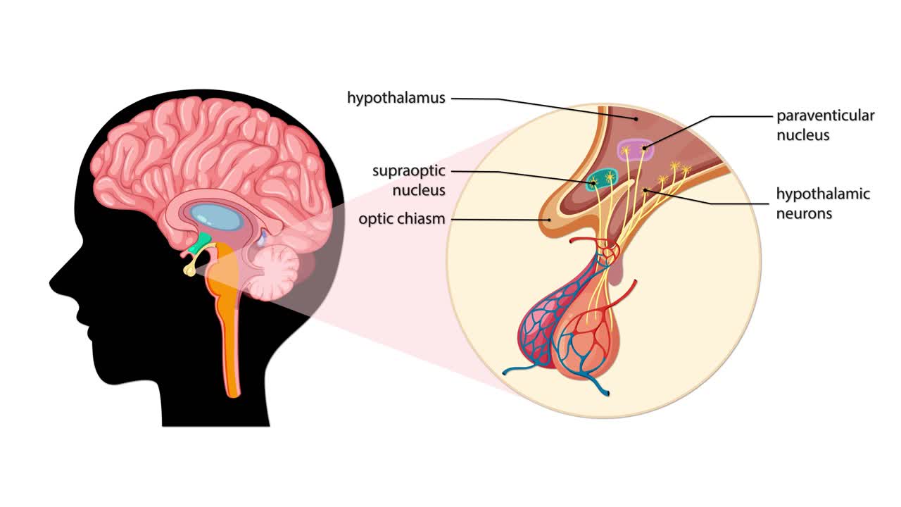 Animation zooms from a brain silhouette to a labeled, cross-sectional diagram of the pituitary gland, highlighting anatomical structures with smooth transitions and clear labeling