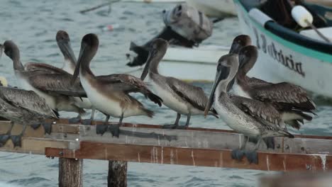 pájaros largos 39
