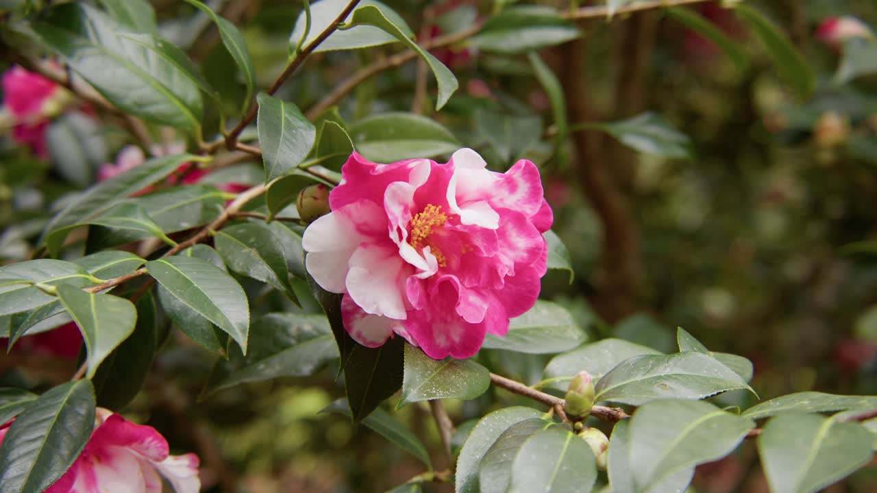 Eine leuchtende Kamelie in voller Blüte mit zarten Blütenblättern und reichen Details. In 4K-Zeitlupe aufgenommen, zeigt diese Aufnahme die Eleganz der Natur und botanische Schönheit