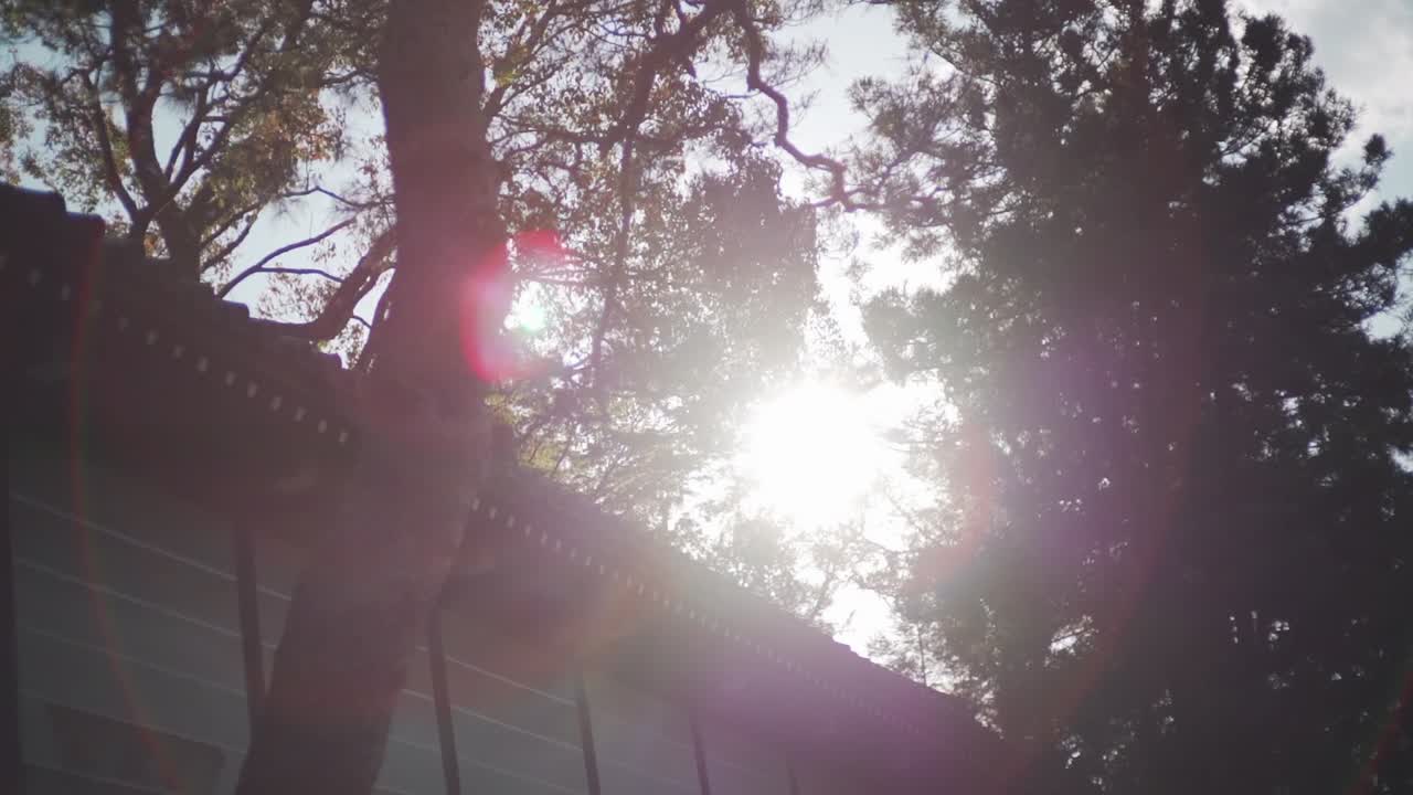 Sunlight Shining Through The Trees With Flares Of A Vintage Camera Lens. - wide shot