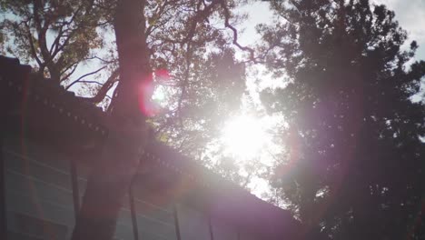 sunlight shining through the trees with flares of a vintage camera lens. - wide shot