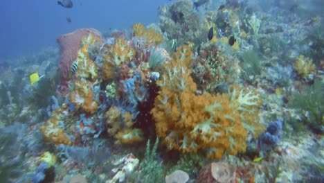 drifting over a colorful coral reef in fpv mode