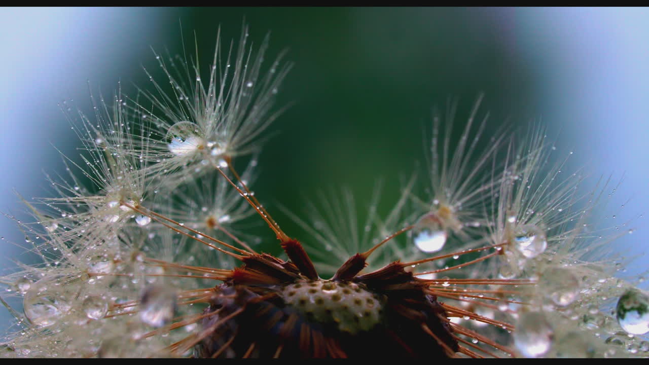 gotas de rocío en un diente de león