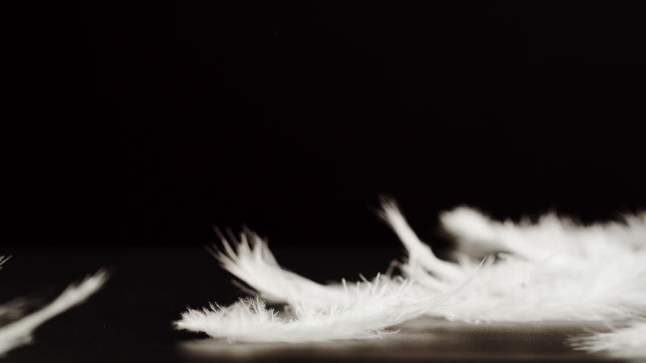 White Feathers on Black Background