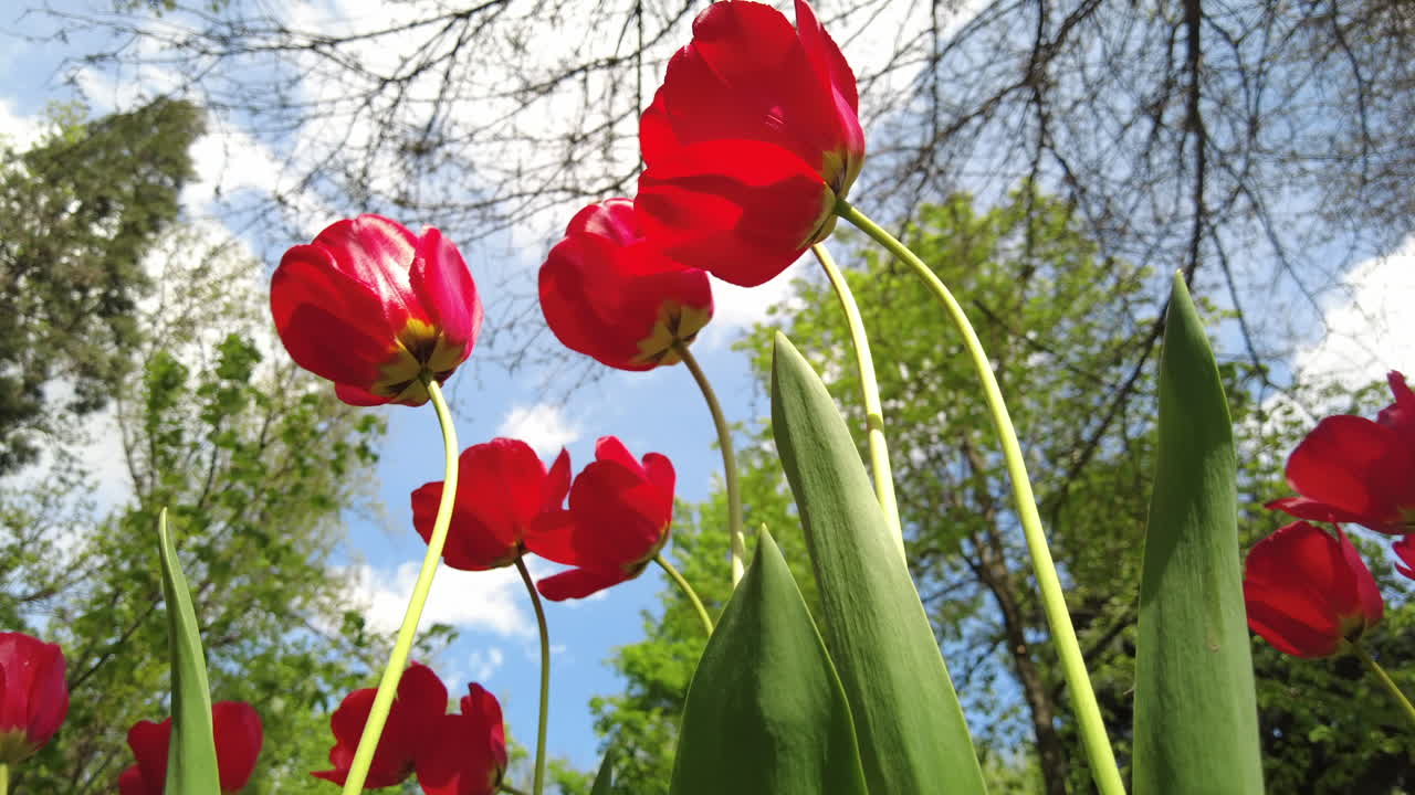 Diversi tulipani rossi che si muovono al vento in un giardino