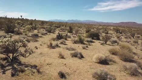 Aerial-flyover-dry-desert-with-dried-plants-and-cacti-and-mountains-in-background-in-sunlight