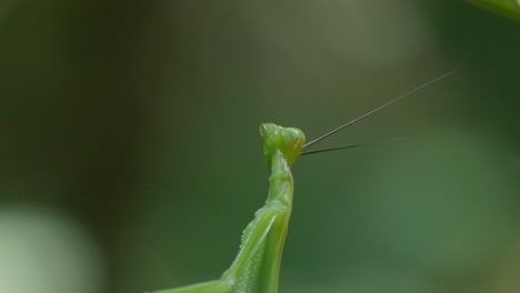 a macro mantis hanging from a leaf, keeping an eye on its surroundings. tambopata, madre de dios region, peru