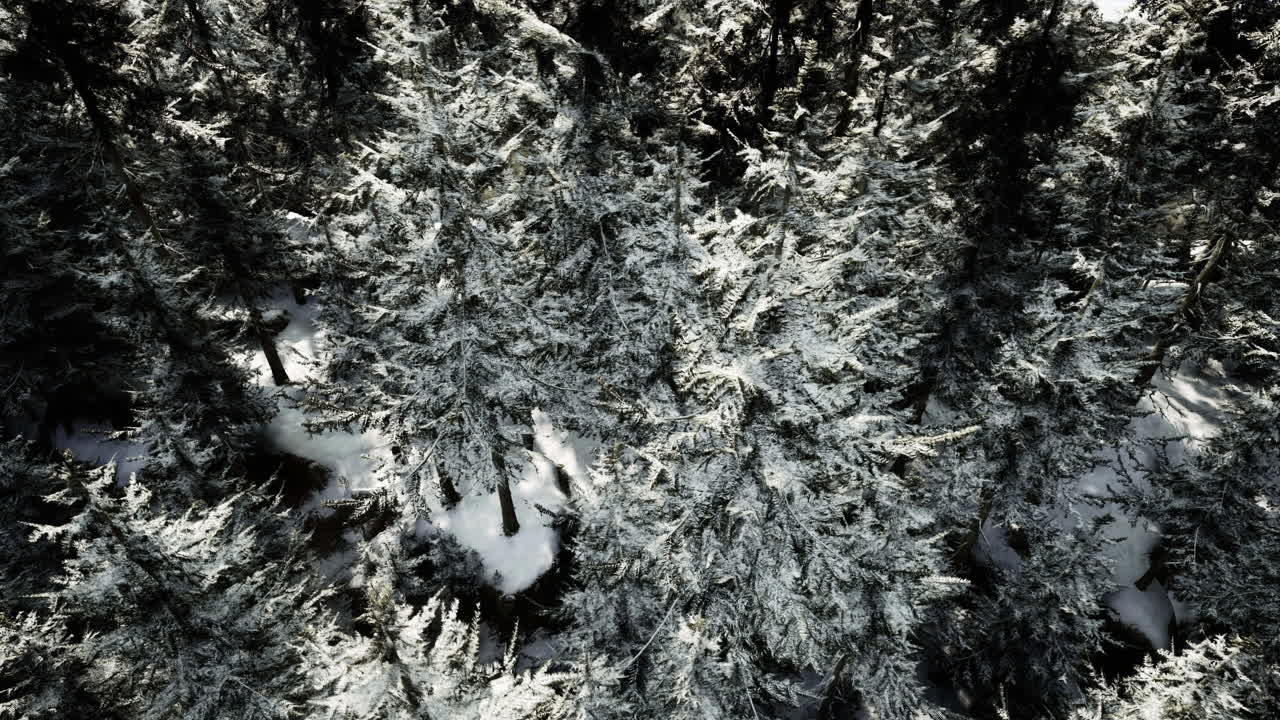 Winter forest covered with snow creates a serene landscape in nature