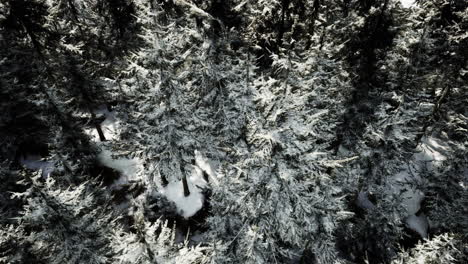 winter forest covered with snow creates a serene landscape in nature
