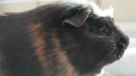 a close-up of a family pet guinea pig eating food